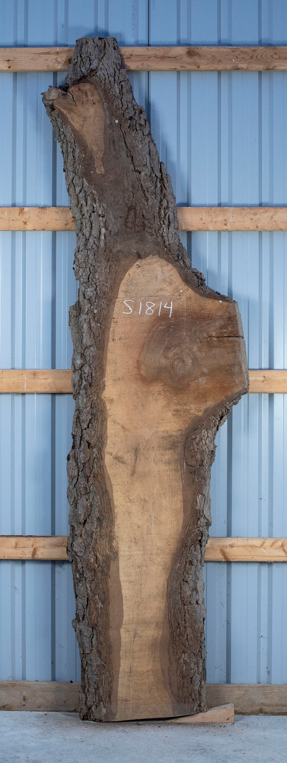Black Walnut Live Edge Slab - S1814