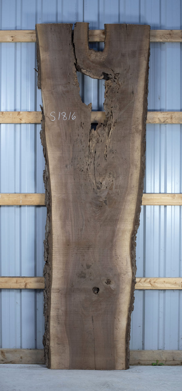 Black Walnut - S1816