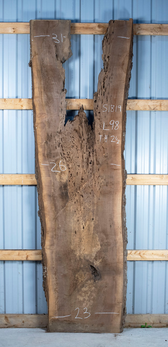 Black Walnut - S1819