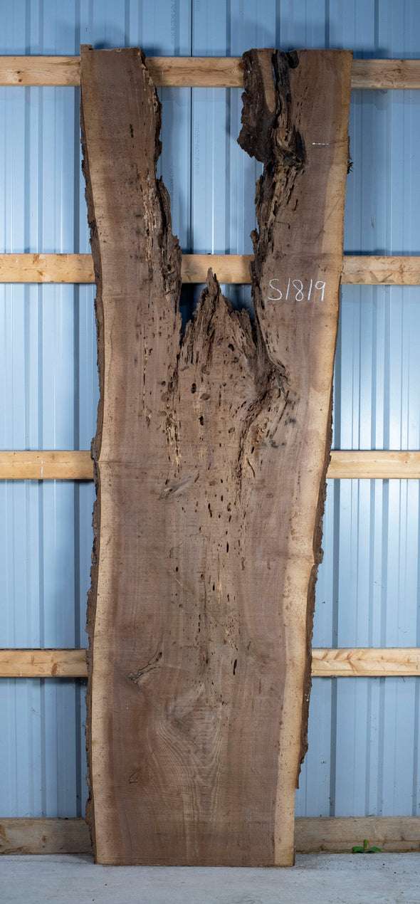 Black Walnut - S1819