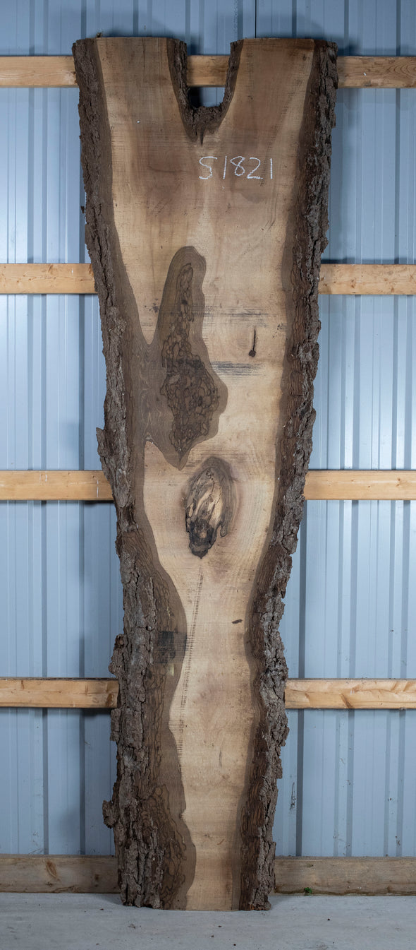 Black Walnut Live Edge Slab - S1821