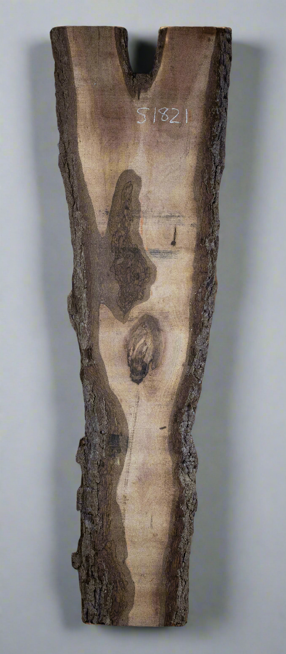 Black Walnut Live Edge Slab - S1821