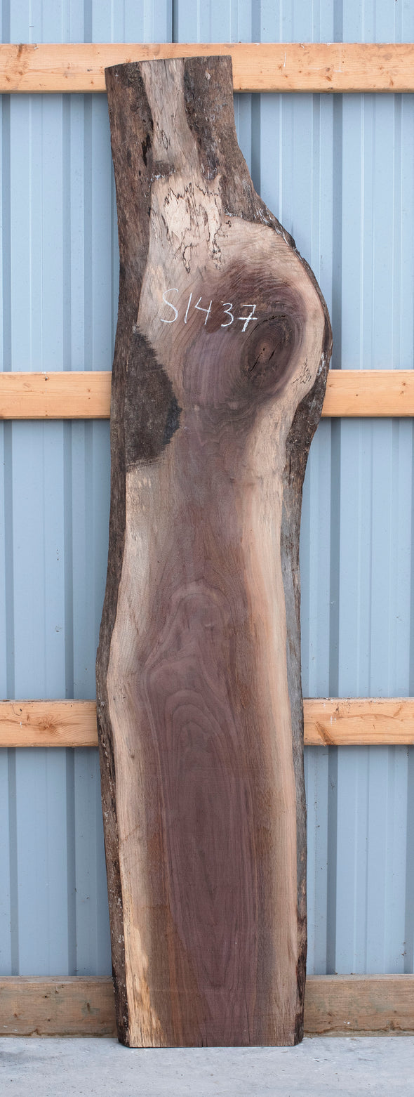 Black Walnut - S1437