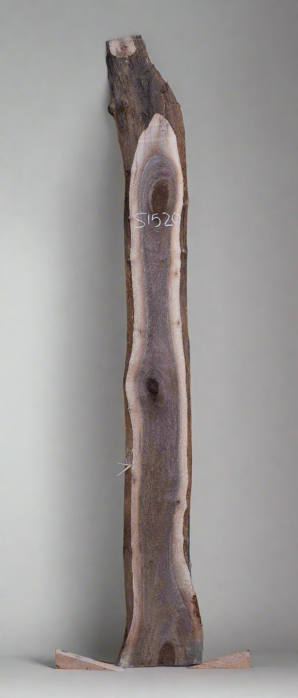Black Walnut - S1520