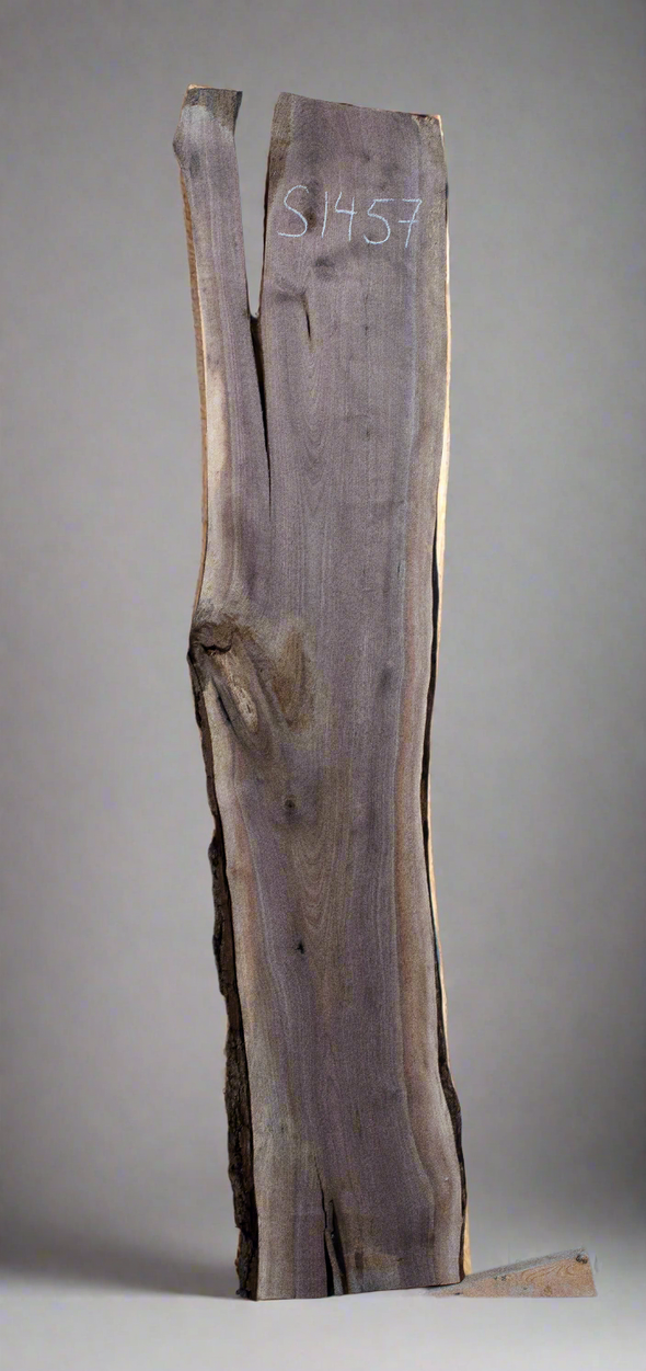 Black Walnut - S1457