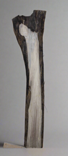Black Walnut - S1461