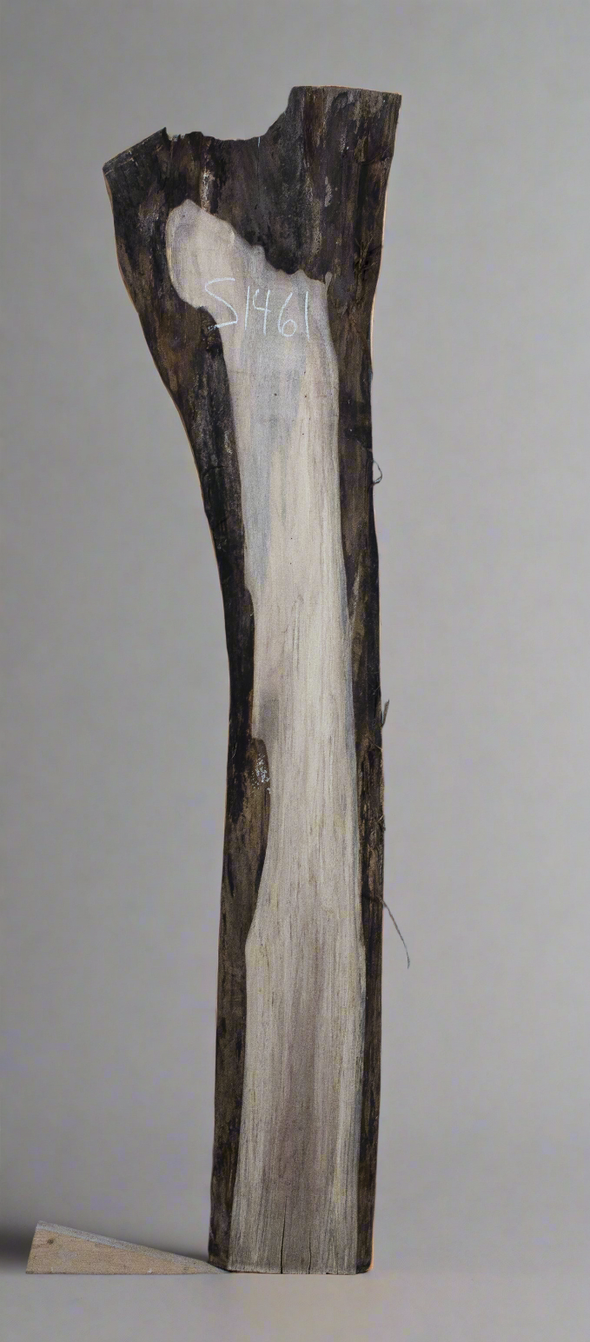 Black Walnut - S1461