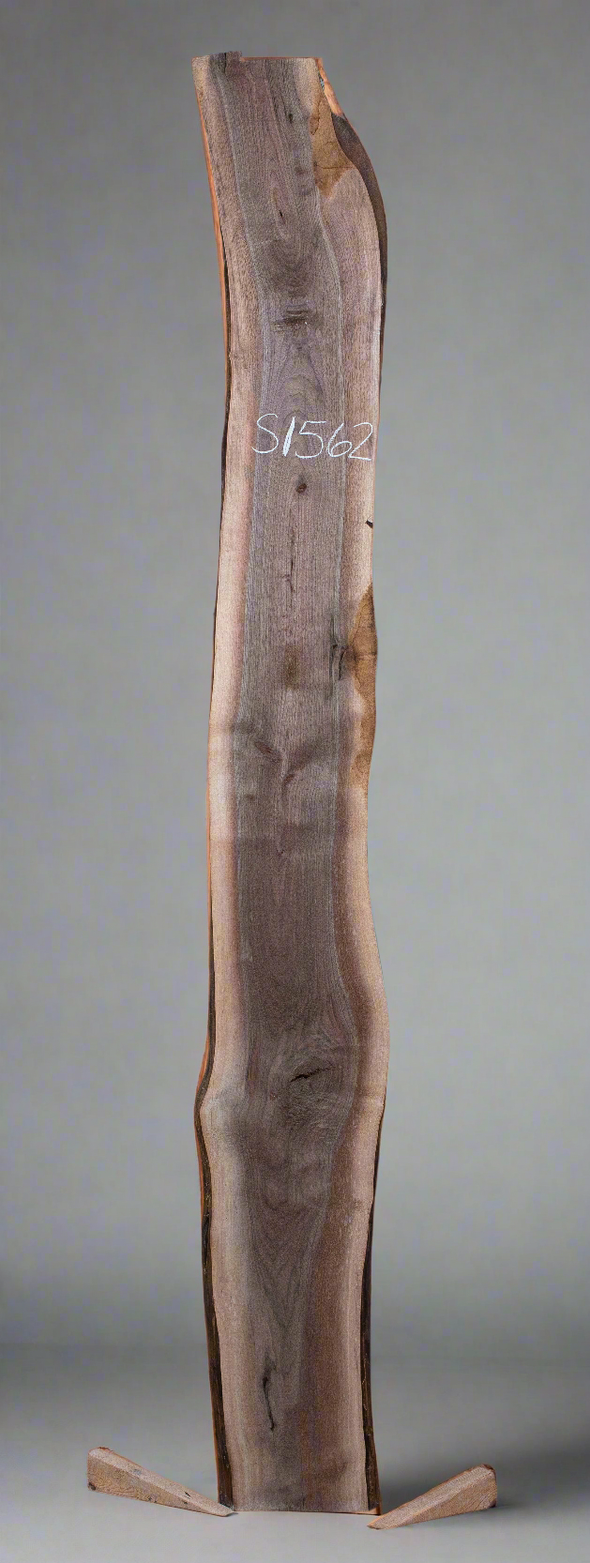 Black Walnut - S1562