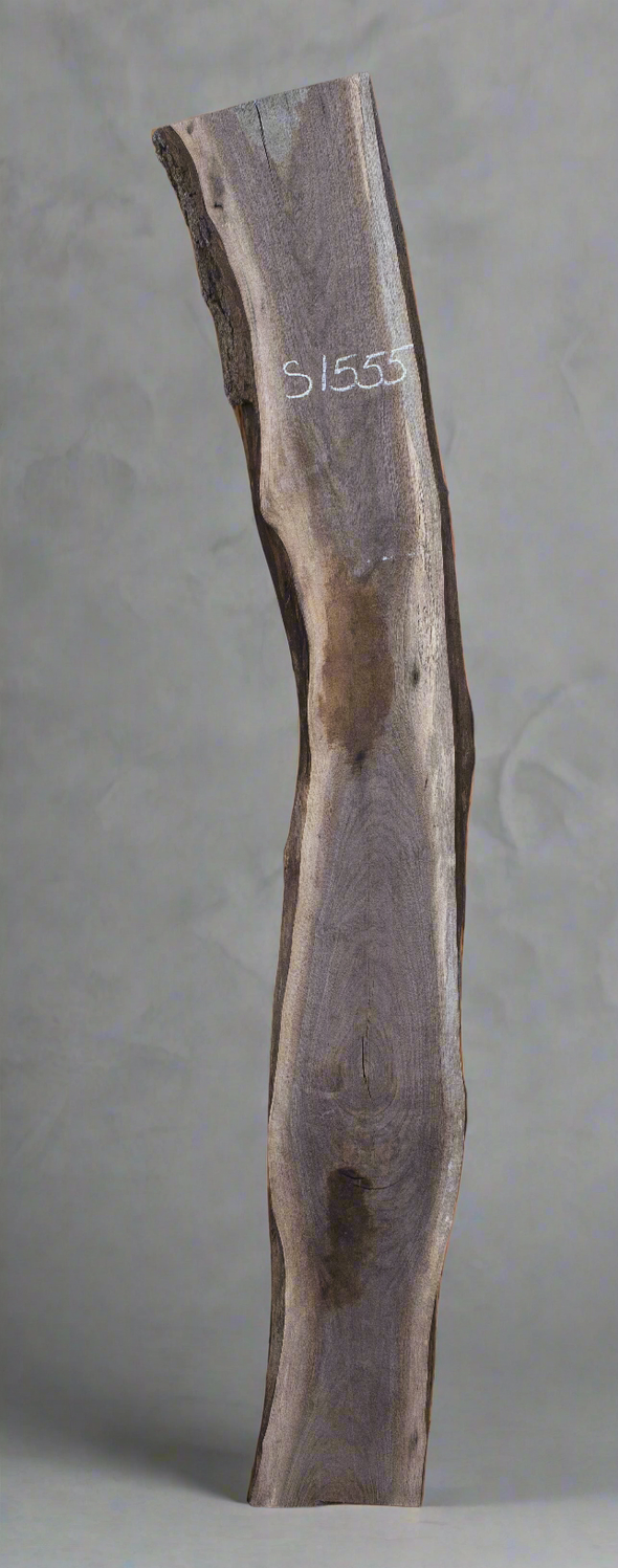 Black Walnut - S1555