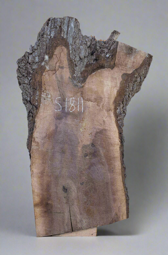 Black Walnut Live Edge Slab - S1811