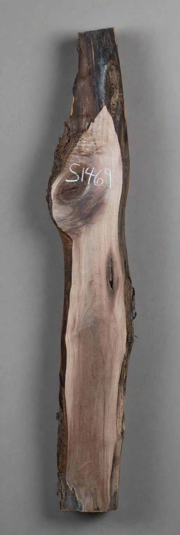 Black Walnut - S1469