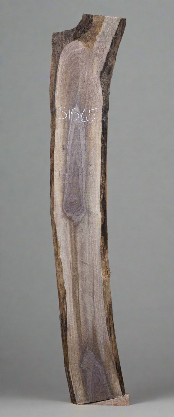Black Walnut - S1565