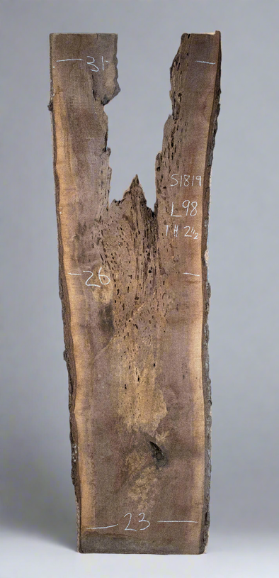 Black Walnut - S1819
