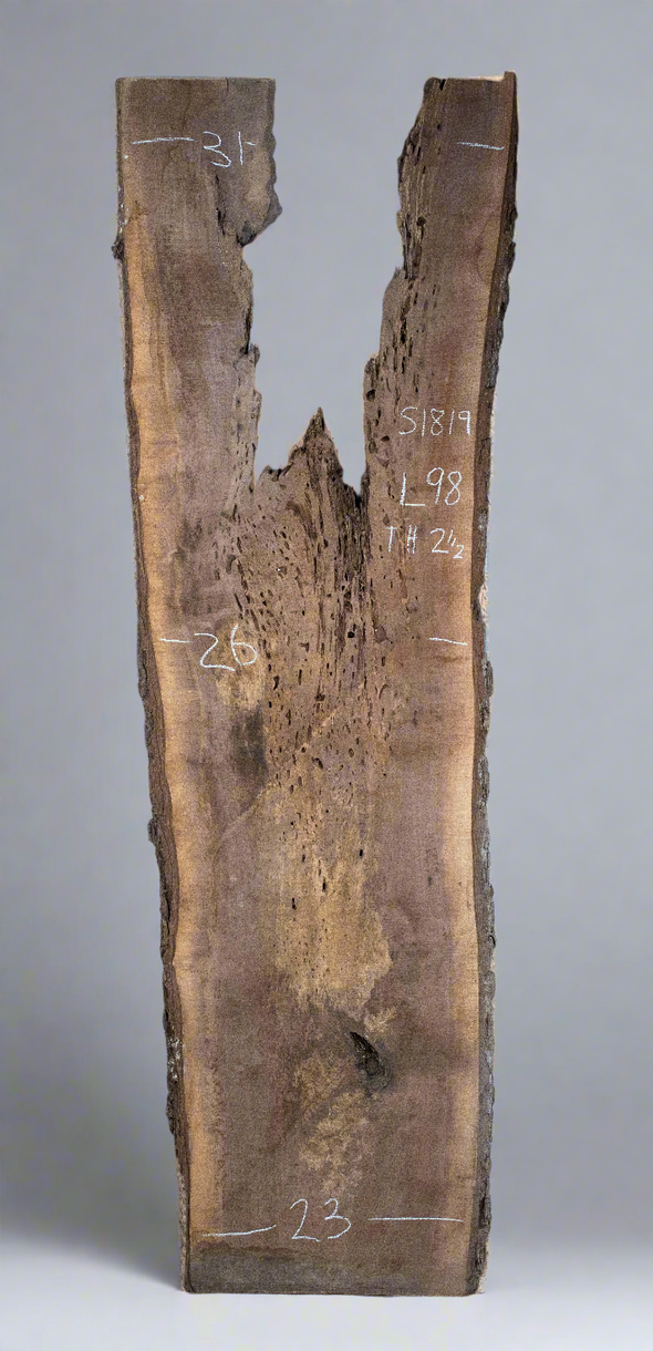 Black Walnut - S1819