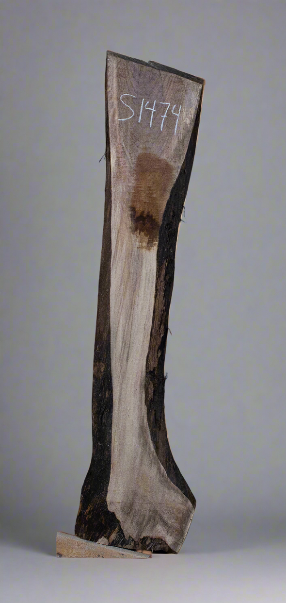 Black Walnut - S1474