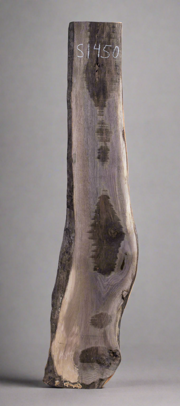 Black Walnut - S1450