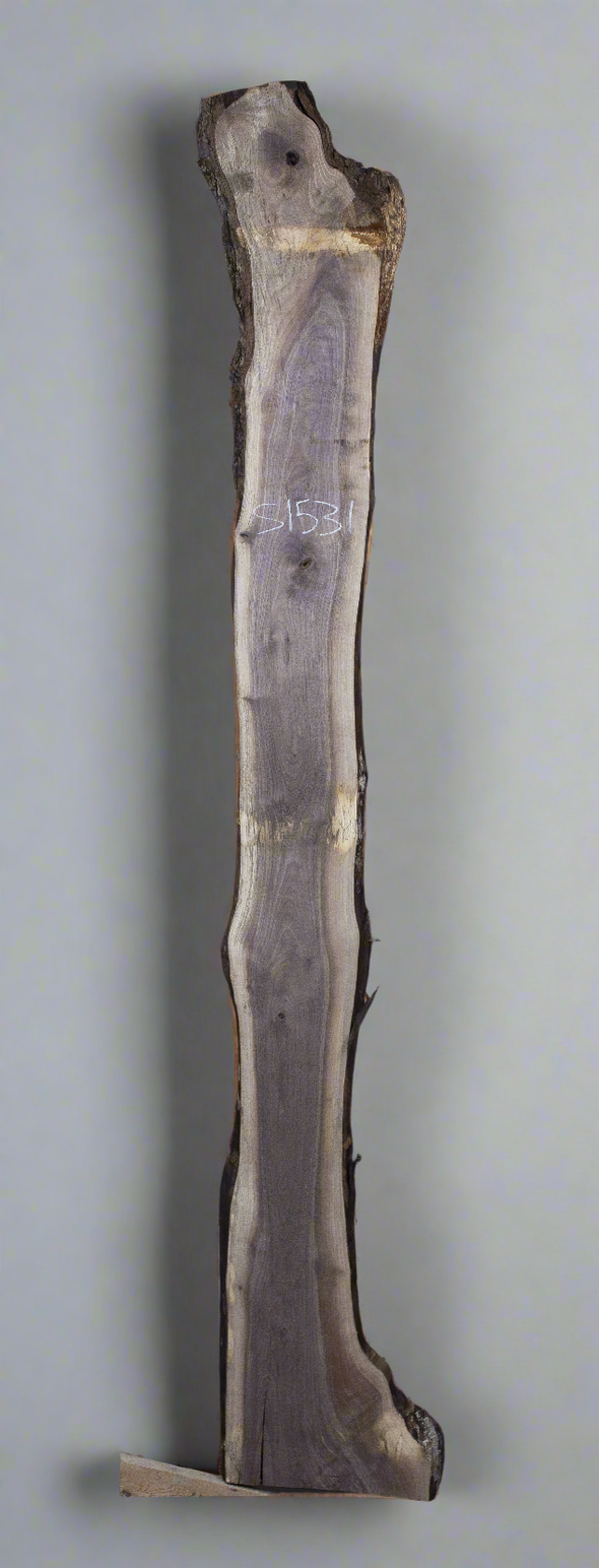 Black Walnut - S1531
