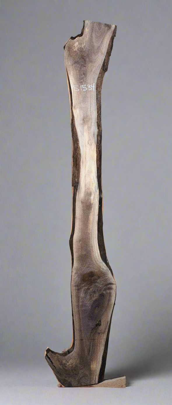 Black Walnut - S1534