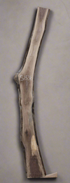 Black Walnut - S1536