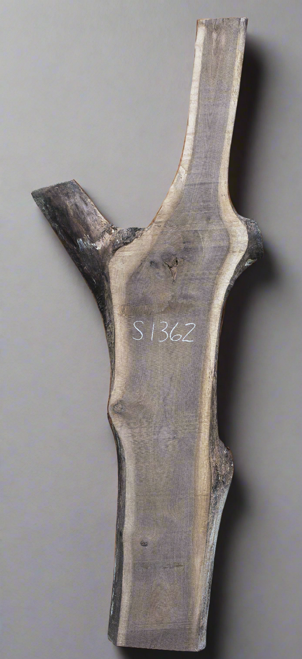 Black Walnut - S1362