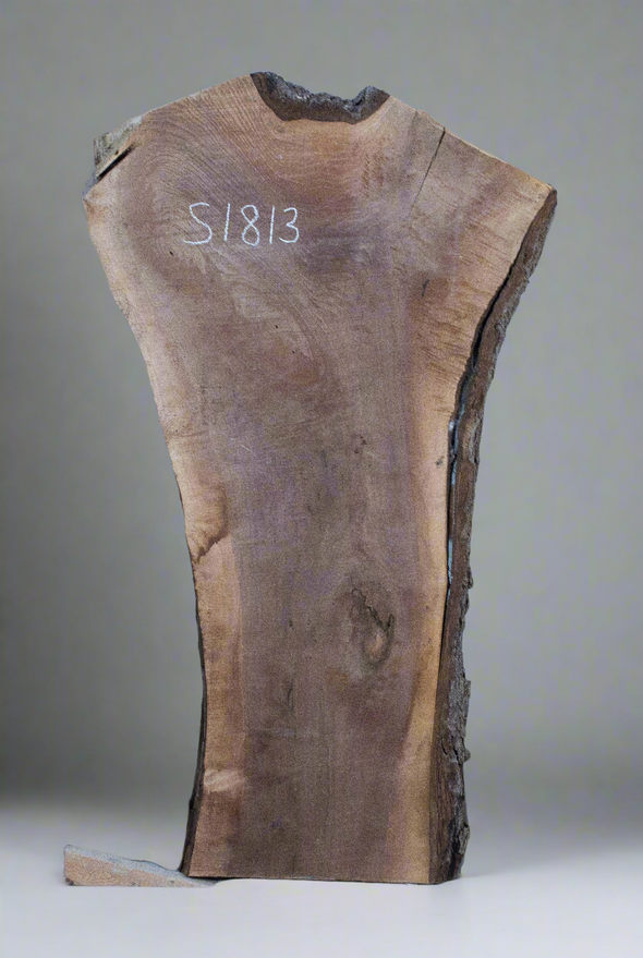 Black Walnut Live Edge Slab - S1813
