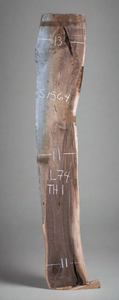Black Walnut - S1564