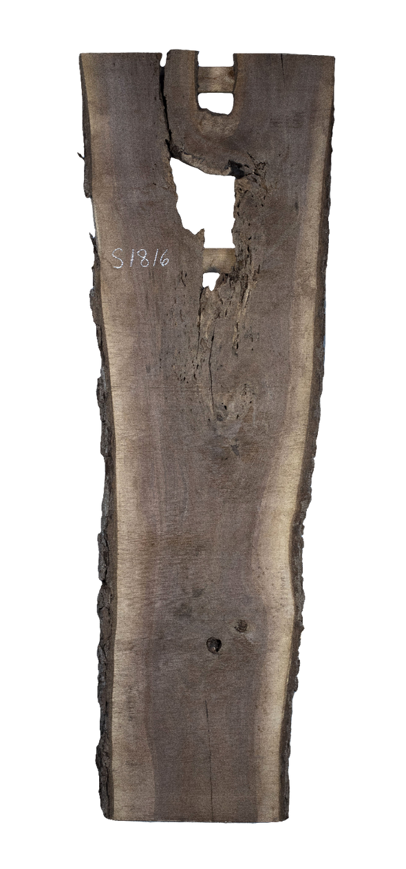 Black Walnut - S1816