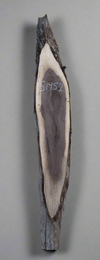 Black Walnut - S1452