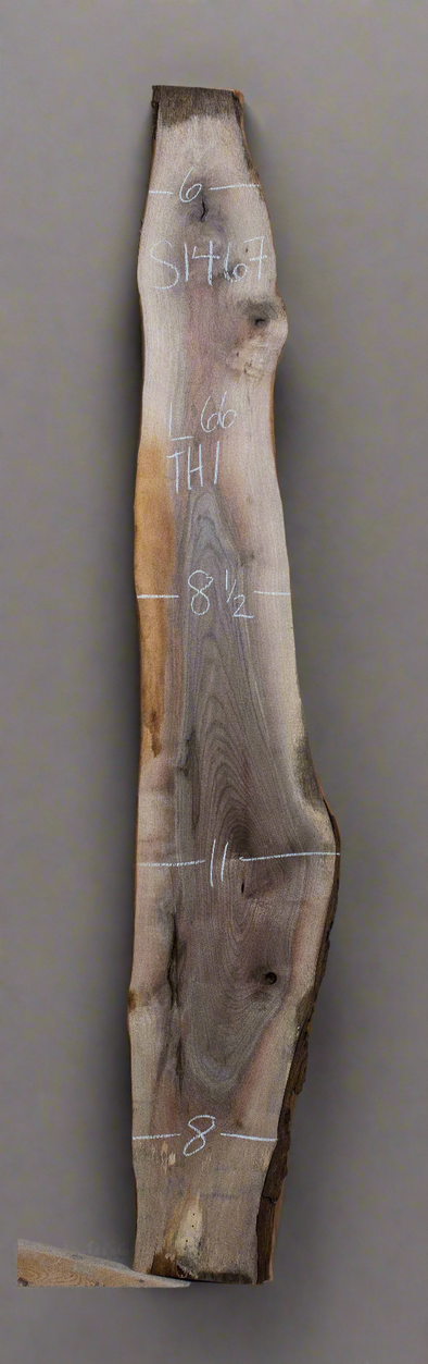 Black Walnut - S1467