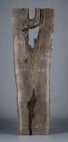 Black Walnut - S1816