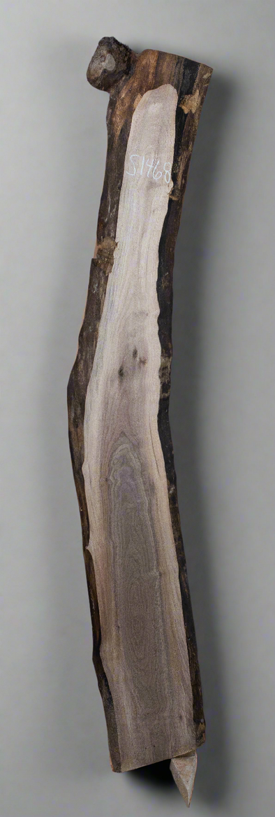 Black Walnut - S1468