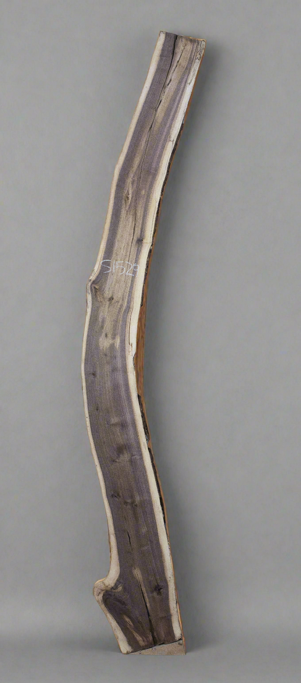 Black Walnut - S1529