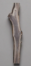 Black Walnut - S1522