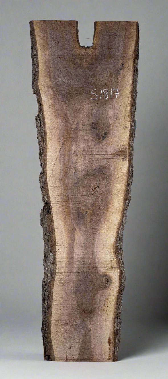 Black Walnut Live Edge Slab - S1817