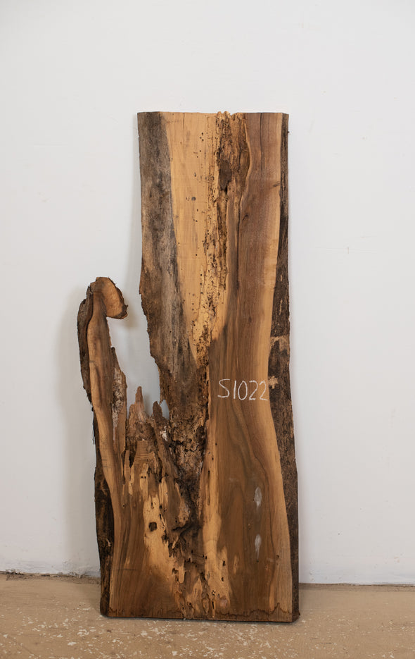 Black Walnut - S1022