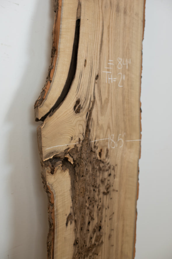 Sassafras - S994