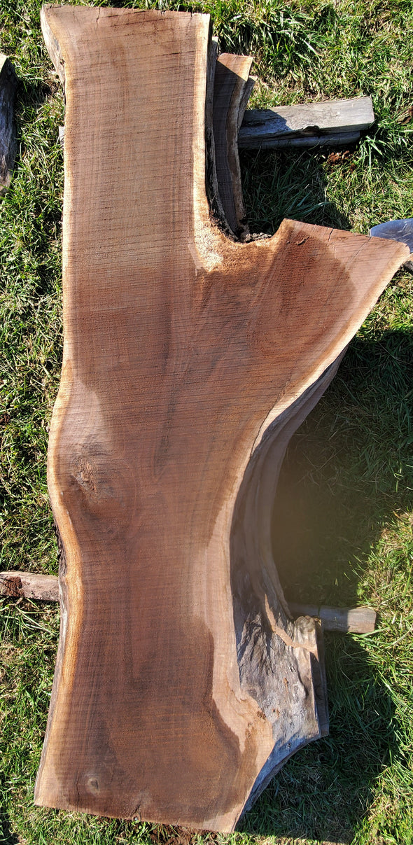 Black Walnut - W1024