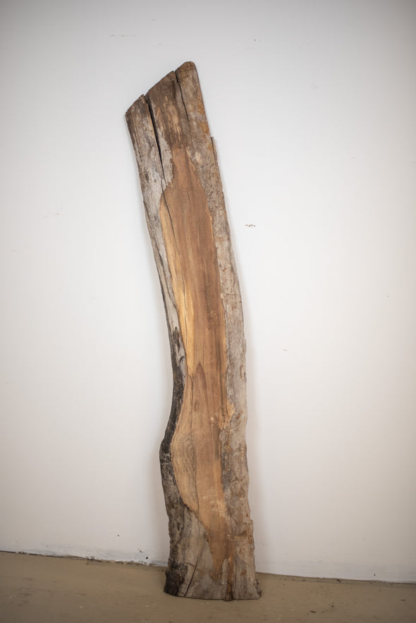 Black Walnut - S143