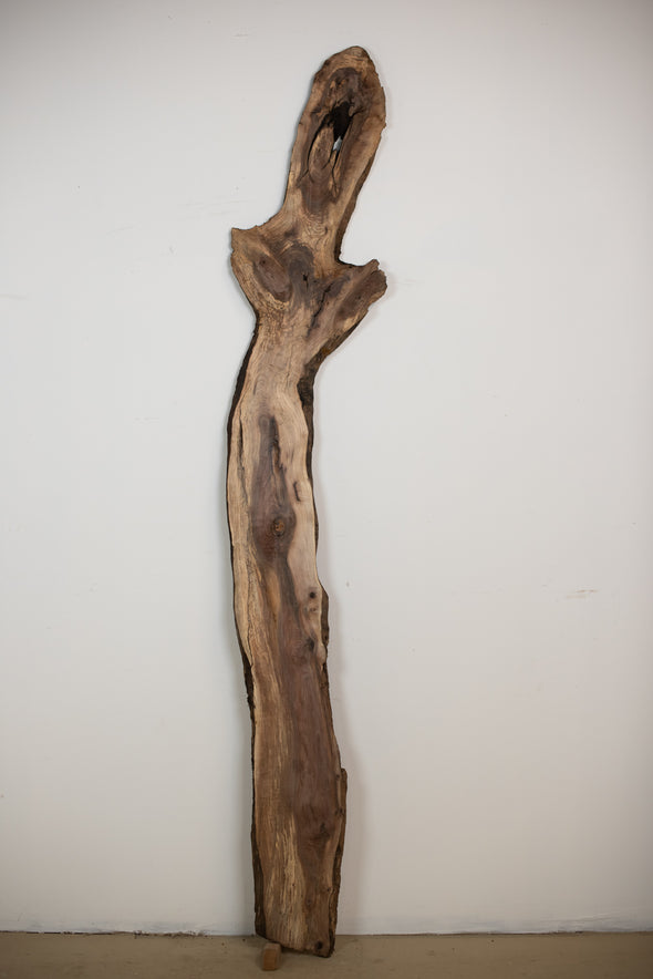 Black Walnut - S236