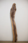 Black Walnut - S240