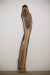 Black Walnut - S240