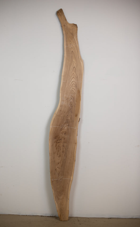 Siberian Elm - S245