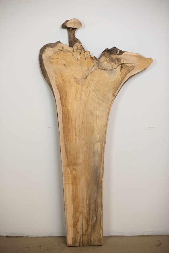 Ash (Root & Stump Cross Section) - S278