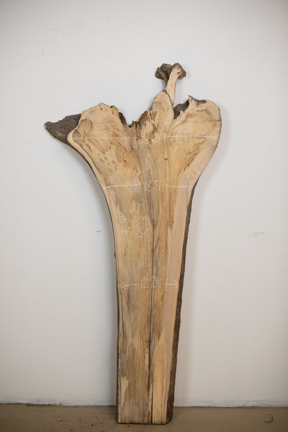 Ash (Root & Stump Cross Section) - S278