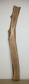 Siberian Elm - S318