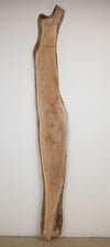 Elm - S323