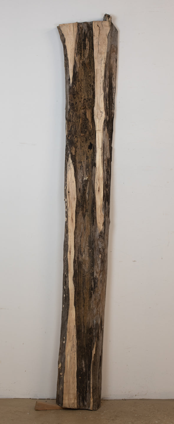 Spalted Taphole Maple - S601