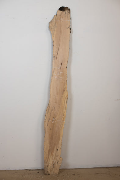 Spalted Maple - S691