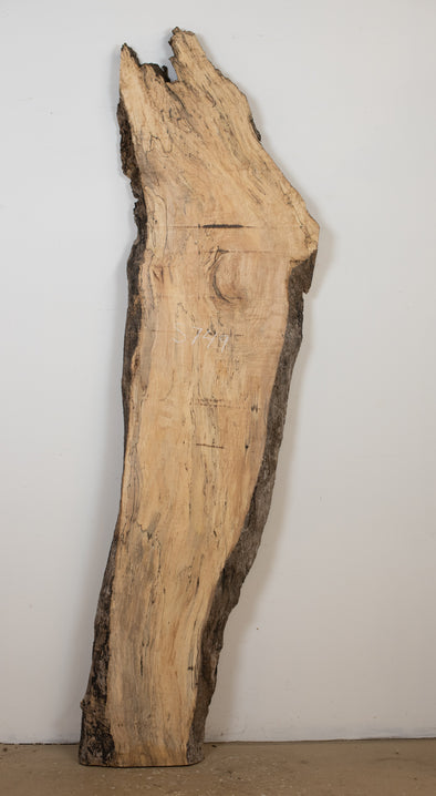 Spalted Maple - S749