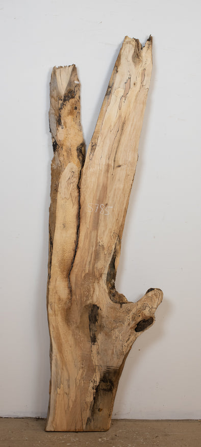 Spalted Maple - S785
